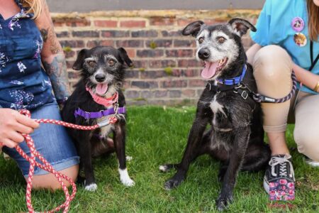 two dogs with humans SPCA