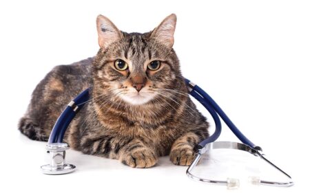 cat with stethoscope