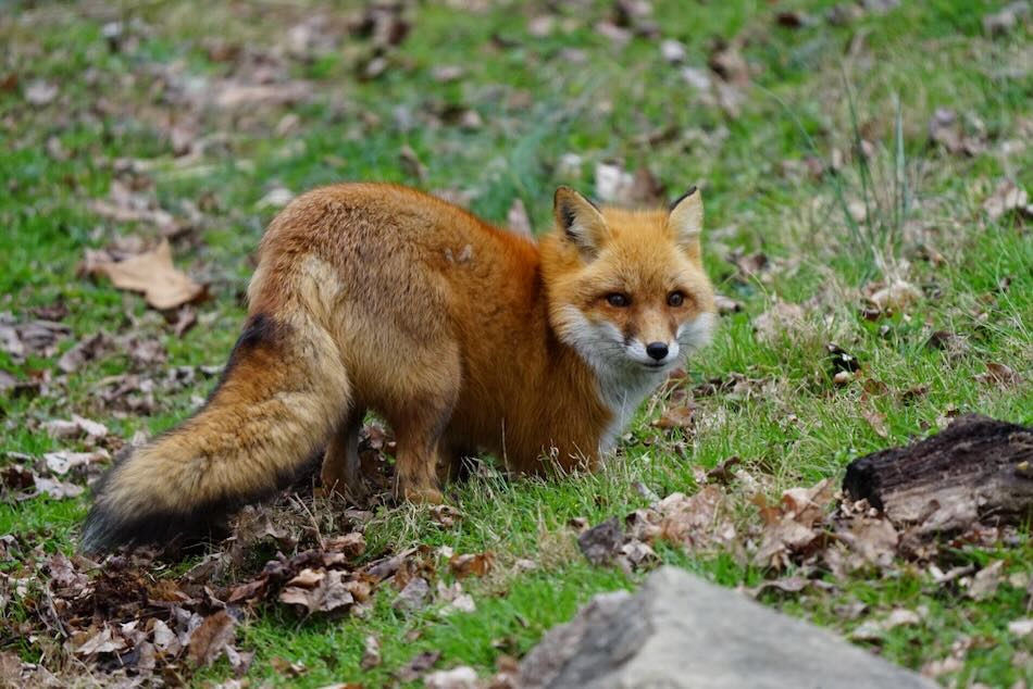 Finnley the Fox_Maymont