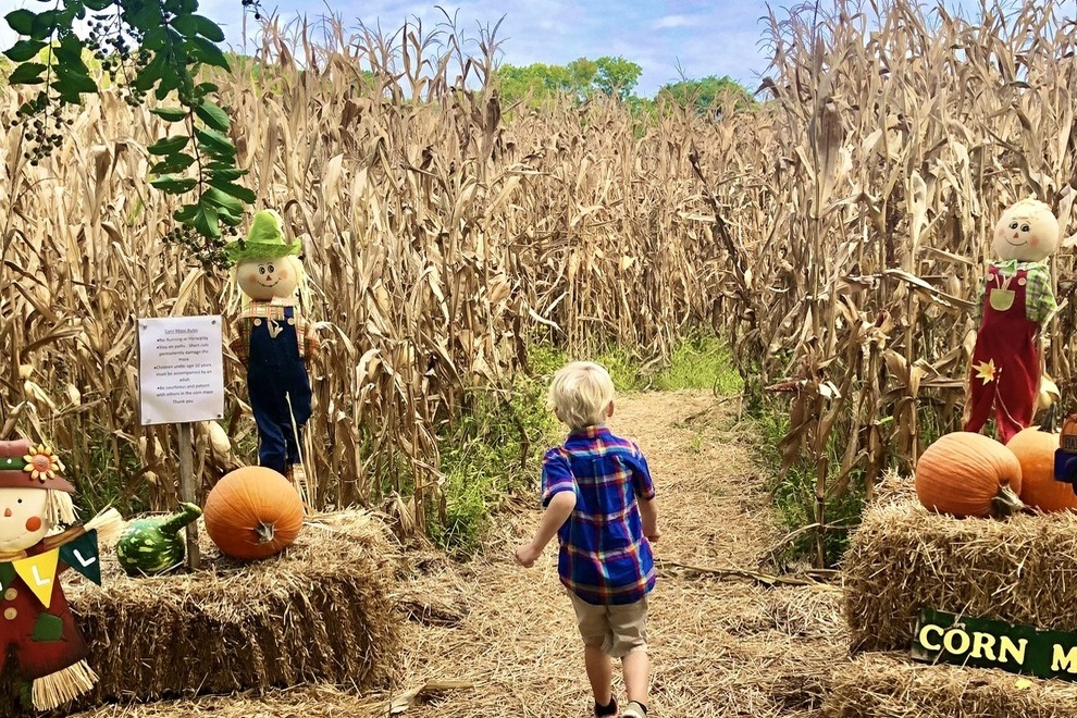 Berkeley Plantation Pumpkin Patch and corn maze