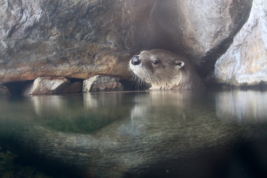 Maymont-Louis otter at The Robbins Nature Center