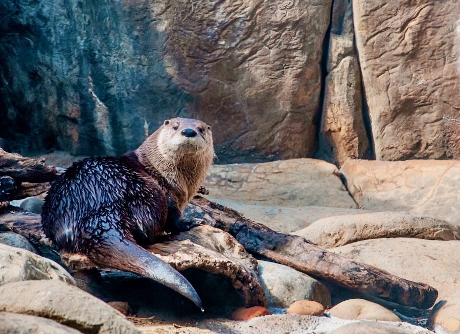 Maymont-Nola new female otter at The Robbins Nature Center