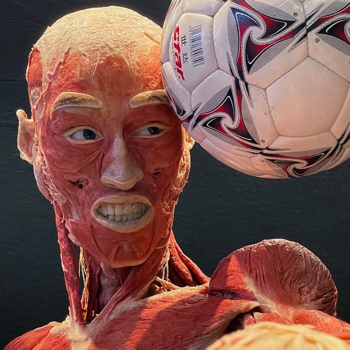 BODY WORLDS_ soccer ball