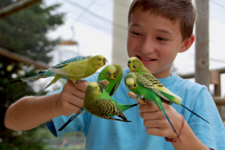 feedbudgies_RichmondMetroZooPhoto