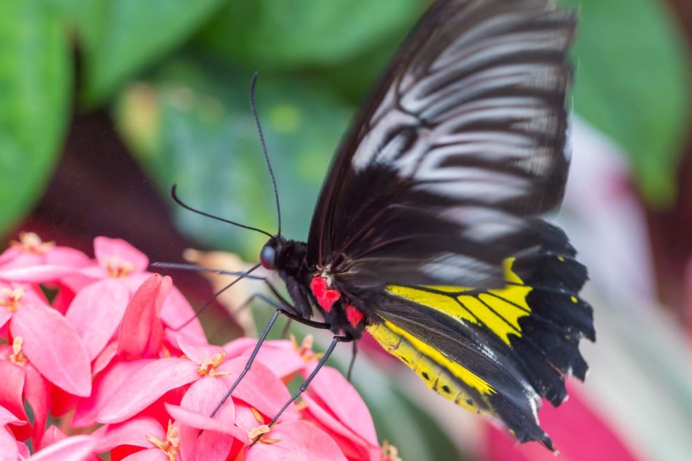 Lewis Ginter Botanical Garden Butterflies Live