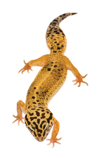 gecko