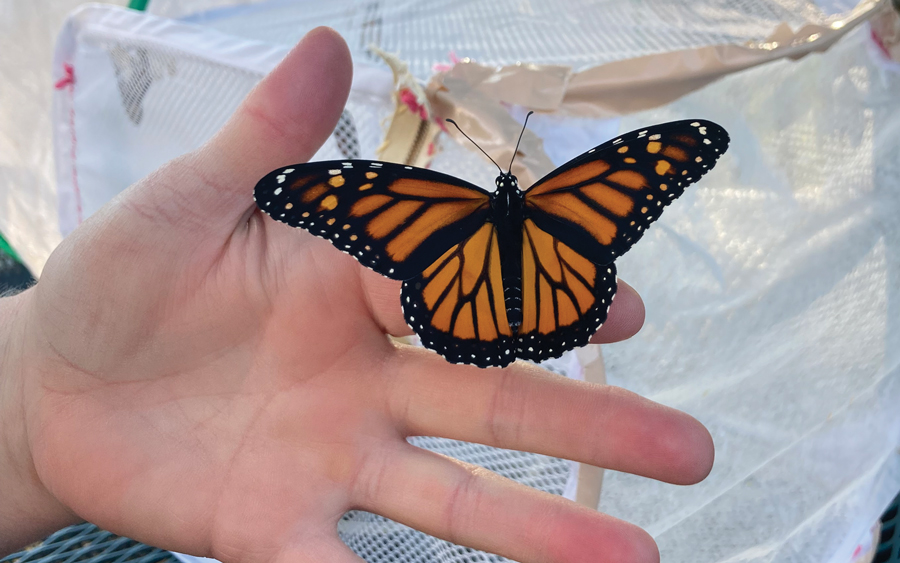 Monarch butterfly