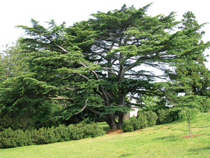 The Dooley Estate at Maymont