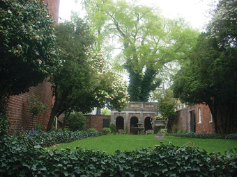 The hackberry tree at Poe Museum