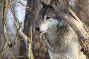 A side trip to tour the natural woodlands of The Wolf Sanctuary of Pennsylvania was unforgettable. At this safe haven for a variety of wolves, including dog-mixes abandoned by their previous owners, Lynn and family were treated to a chorus of hypnotic howling, directed by the sanctuary’s trained guide. 