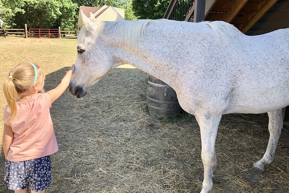 Shoofly Farm