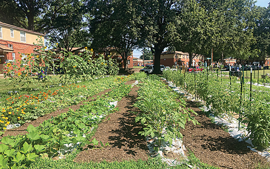 Hillside Mini Farm