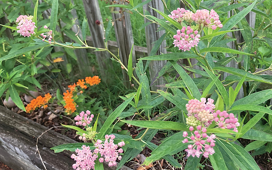 milkweed