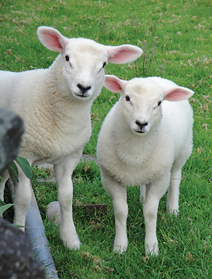 The locals at a sheep farm in Dingle.