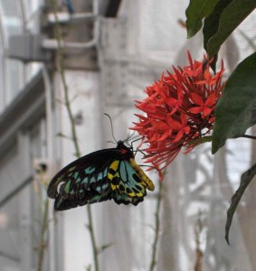 ButterfliesLive_Lewis Ginter_butterfly