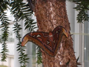 ButterfliesLive_Lewis ginter butterfly