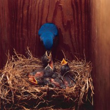 Bluebird Nest