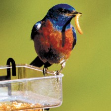 Bluebird w mealworm