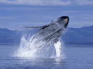 ScienceMuseum_whales