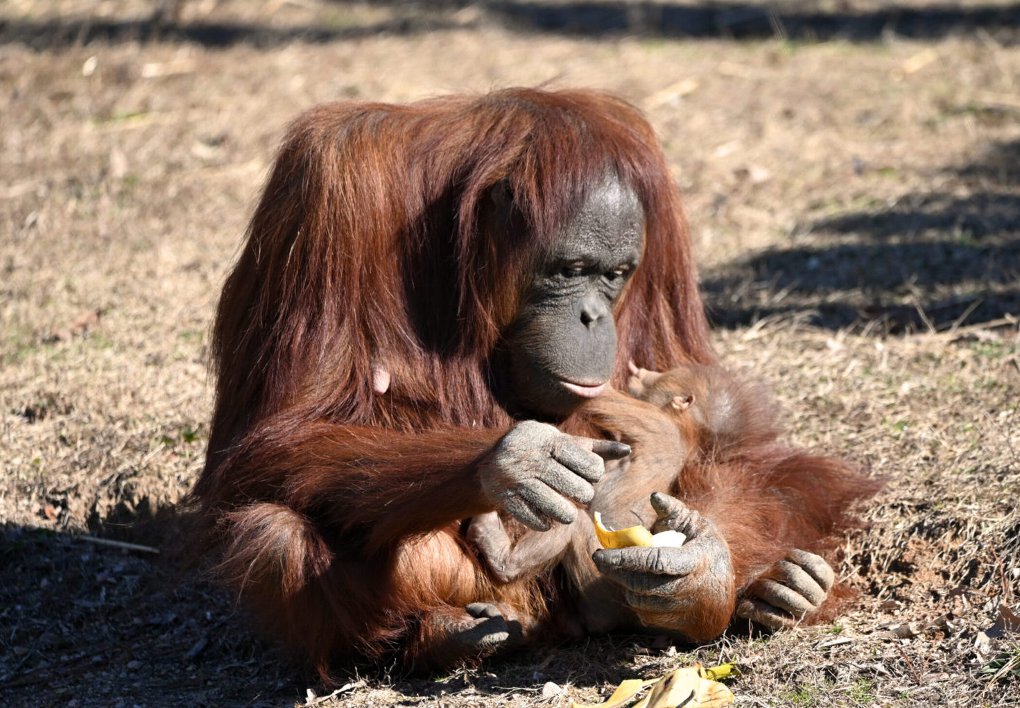 orangutan holds its baby at Metro Richmond Zoo